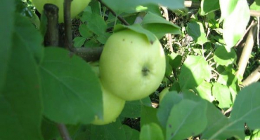 Popis odrůdy trpasličích jabloní sněženka, výnosové charakteristiky a oblasti pěstování